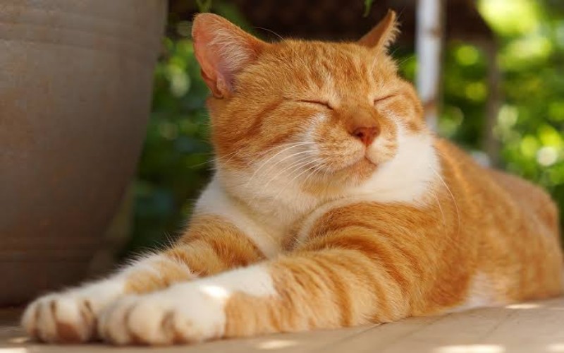 Tanda Tanda Kucing  Peliharaan  Akan Mati No 9 Yang Biasa 
