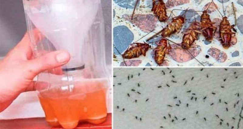 Ubat Homemade Berkesan Halau Lalat dan Semut, Gunakan 3 