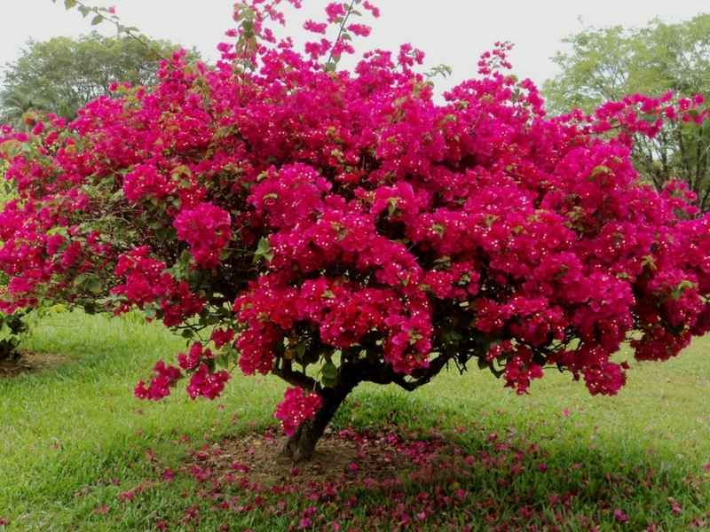 Jika Mahu Pokok Bunga Kertas Berbunga Lebat Dan Cantik ...