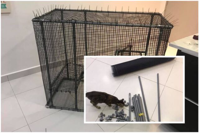 DIY Sangkar Kucing Guna PVC Bajet Murah Ikut Saiz, Confirm 