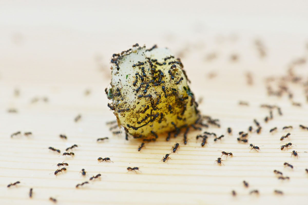 Wanita Kongsi Cara Mengusir Semut, Spray D.I.Y Ni Memang Berkesan Untuk Tempoh Lama