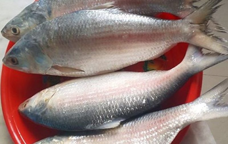 Sukar Makan Ikan Terubuk Kerana Duri Tulangnya Dua 