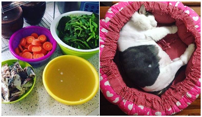 Resipi Makanan Kucing Guna 4 Bahan Untuk Lebatkan Bulu Dan Gebu