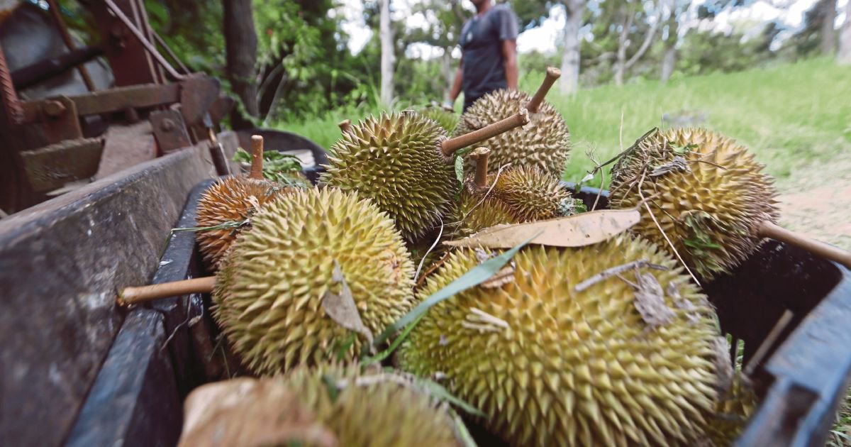 Jangan Fitnah Durian, Doktor Bidas Dakwaan Ada Makanan Tak 