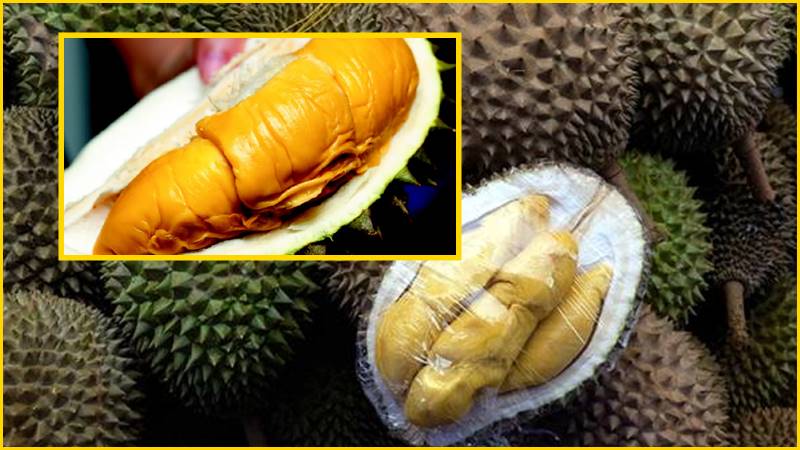 Harga Durian Musang King Terlalu Yahudi Meskipun 'Lahir 
