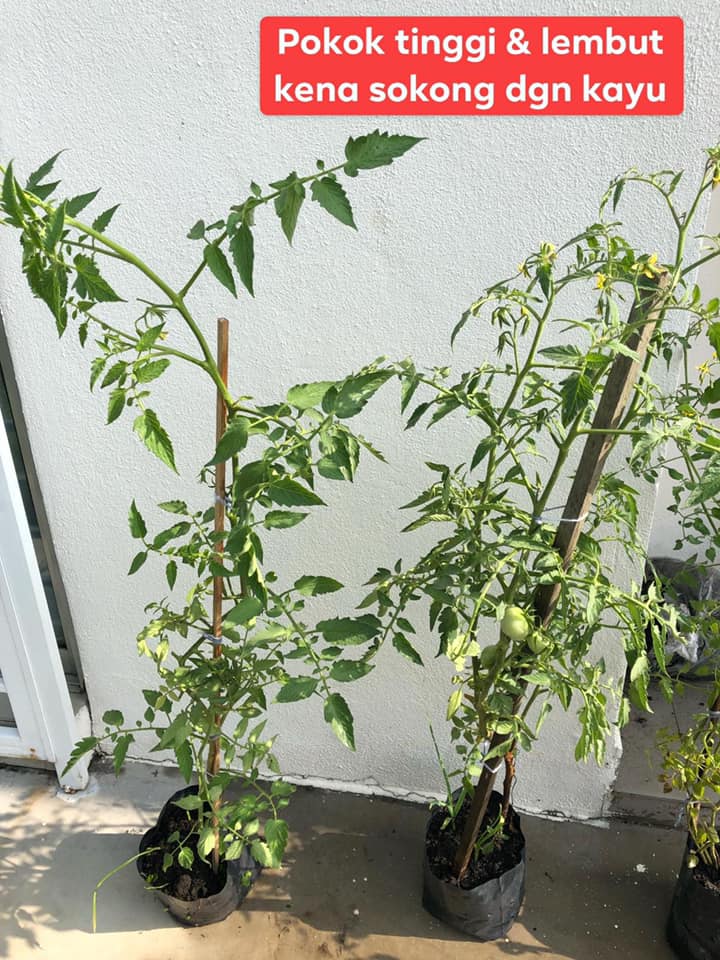 Mudahnya Tanam Pokok  Tomato Ceri  Hanya 3 Langkah Jer 4 