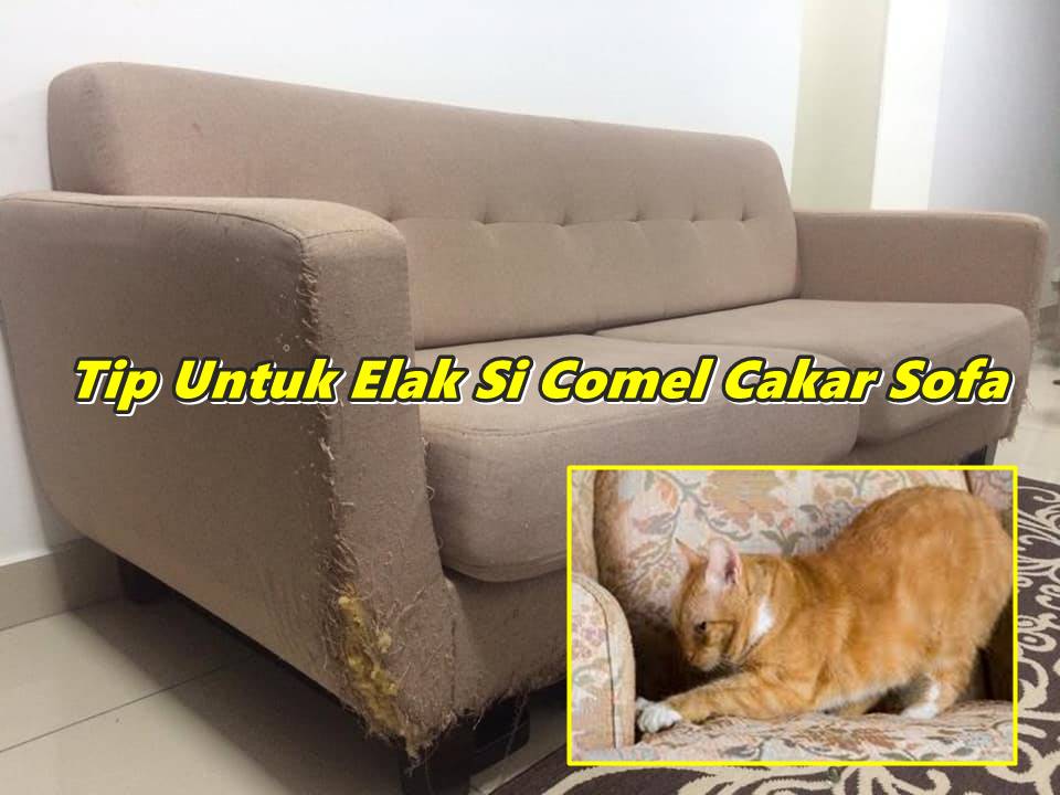 Kalau Nak Bela Kucing Kena Tahu Tip Untuk Elak Si Comel Cakar Sofa