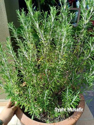 Ini Cara  Untuk Pokok  Rosemary  Mudah Membiak Dan Segar 