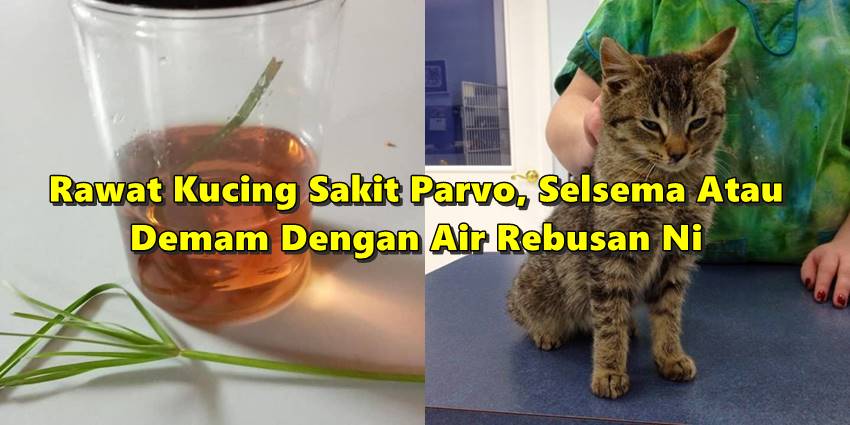 Rawat Kucing Sakit Parvo, Selsema Atau Demam Dengan Air Rebusan Ni Memang Berkesan!